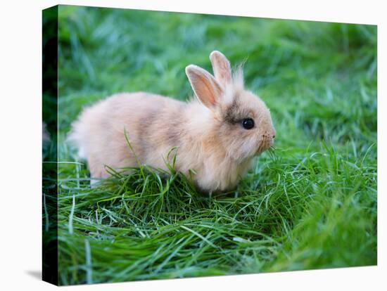 A Bunny Sitting on Green Grass-zurijeta-Stretched Canvas