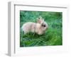 A Bunny Sitting on Green Grass-zurijeta-Framed Photographic Print