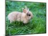 A Bunny Sitting on Green Grass-zurijeta-Mounted Photographic Print