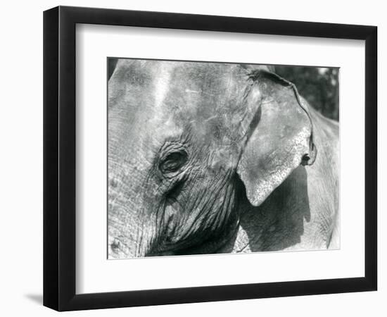 A Burmese Elephant, London Zoo, September 1926 (B/W Photo)-Frederick William Bond-Framed Giclee Print