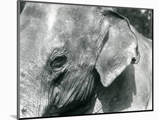 A Burmese Elephant, London Zoo, September 1926 (B/W Photo)-Frederick William Bond-Mounted Giclee Print