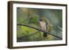 A Burnished Buff Tanager Perches in a Tree in Ubatuba-Alex Saberi-Framed Premium Photographic Print