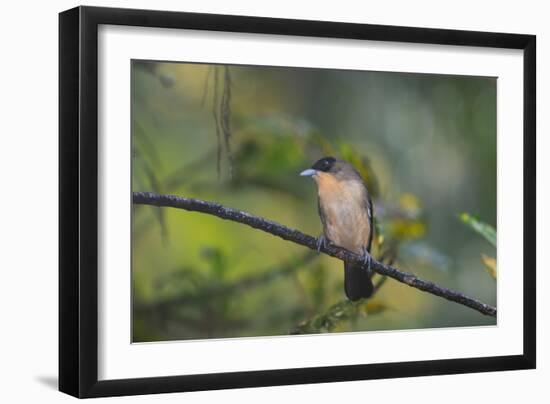 A Burnished Buff Tanager Perches in a Tree in Ubatuba-Alex Saberi-Framed Photographic Print