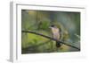 A Burnished Buff Tanager Perches in a Tree in Ubatuba-Alex Saberi-Framed Photographic Print