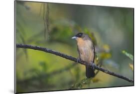 A Burnished Buff Tanager Perches in a Tree in Ubatuba-Alex Saberi-Mounted Photographic Print