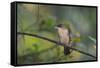 A Burnished Buff Tanager Perches in a Tree in Ubatuba-Alex Saberi-Framed Stretched Canvas