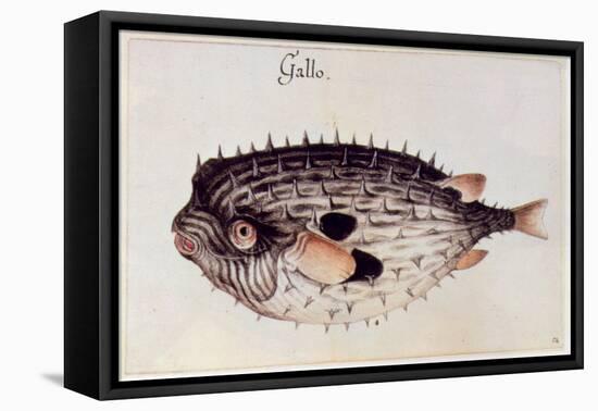 A Burrfish-John White-Framed Stretched Canvas