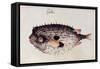 A Burrfish-John White-Framed Stretched Canvas