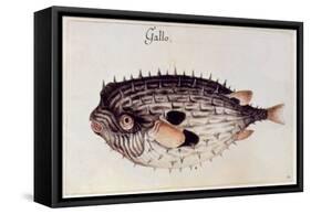 A Burrfish-John White-Framed Stretched Canvas