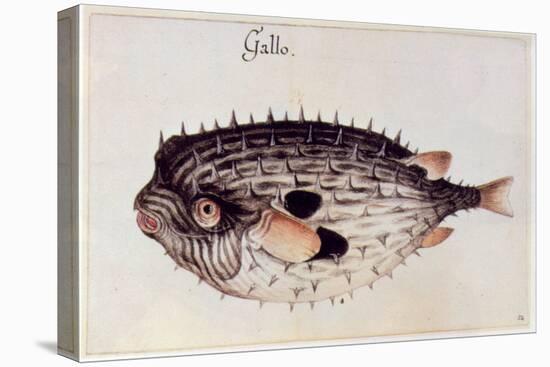 A Burrfish-John White-Stretched Canvas