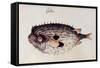 A Burrfish-John White-Framed Stretched Canvas