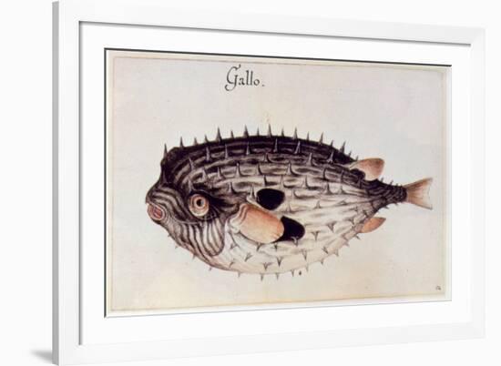 A Burrfish-John White-Framed Giclee Print