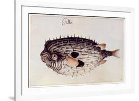 A Burrfish-John White-Framed Giclee Print