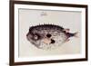 A Burrfish-John White-Framed Giclee Print