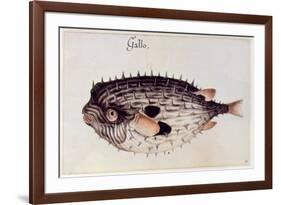 A Burrfish-John White-Framed Giclee Print