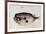 A Burrfish-John White-Framed Giclee Print