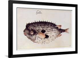 A Burrfish-John White-Framed Giclee Print