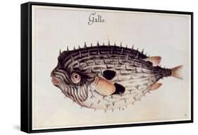 A Burrfish-John White-Framed Stretched Canvas