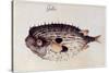 A Burrfish-John White-Stretched Canvas