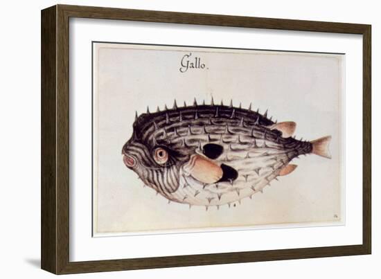 A Burrfish-John White-Framed Giclee Print