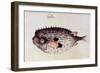 A Burrfish-John White-Framed Giclee Print