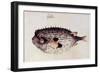 A Burrfish-John White-Framed Giclee Print