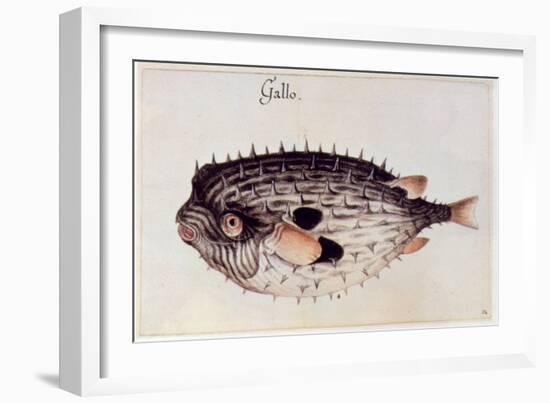 A Burrfish-John White-Framed Giclee Print