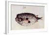 A Burrfish-John White-Framed Giclee Print