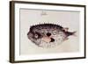 A Burrfish-John White-Framed Giclee Print