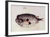 A Burrfish-John White-Framed Giclee Print