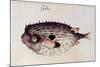 A Burrfish-John White-Mounted Giclee Print