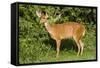 A Bushbuck in a Forest Clearing in Ugandaõs Kibale National Park-Neil Losin-Framed Stretched Canvas