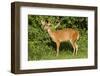 A Bushbuck in a Forest Clearing in Ugandaõs Kibale National Park-Neil Losin-Framed Photographic Print