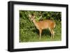 A Bushbuck in a Forest Clearing in Ugandaõs Kibale National Park-Neil Losin-Framed Photographic Print