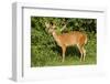 A Bushbuck in a Forest Clearing in Ugandaõs Kibale National Park-Neil Losin-Framed Photographic Print