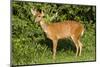 A Bushbuck in a Forest Clearing in Ugandaõs Kibale National Park-Neil Losin-Mounted Photographic Print