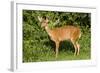 A Bushbuck in a Forest Clearing in Ugandaõs Kibale National Park-Neil Losin-Framed Photographic Print