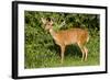 A Bushbuck in a Forest Clearing in Ugandaõs Kibale National Park-Neil Losin-Framed Photographic Print