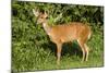 A Bushbuck in a Forest Clearing in Ugandaõs Kibale National Park-Neil Losin-Mounted Photographic Print