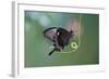 A Butterfly is a Mainly Day-Flying Insect of the Order Lepidoptera, the Butterflies and Moths-KarSol-Framed Photographic Print
