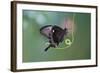 A Butterfly is a Mainly Day-Flying Insect of the Order Lepidoptera, the Butterflies and Moths-KarSol-Framed Photographic Print