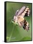 A Butterfly Perches on the Stem of a Lantana Flower-null-Framed Stretched Canvas