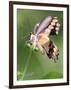 A Butterfly Perches on the Stem of a Lantana Flower-null-Framed Photographic Print