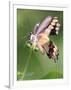 A Butterfly Perches on the Stem of a Lantana Flower-null-Framed Photographic Print