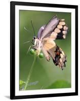 A Butterfly Perches on the Stem of a Lantana Flower-null-Framed Photographic Print
