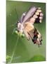 A Butterfly Perches on the Stem of a Lantana Flower-null-Mounted Photographic Print