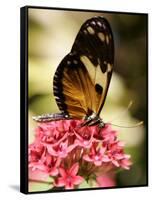 A Butterfly Rests on a Flower at the America Museum of Natural History Butterfly Conservatory-Jeff Christensen-Framed Stretched Canvas