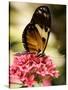 A Butterfly Rests on a Flower at the America Museum of Natural History Butterfly Conservatory-Jeff Christensen-Stretched Canvas