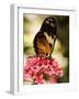 A Butterfly Rests on a Flower at the America Museum of Natural History Butterfly Conservatory-Jeff Christensen-Framed Photographic Print