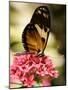 A Butterfly Rests on a Flower at the America Museum of Natural History Butterfly Conservatory-Jeff Christensen-Mounted Photographic Print